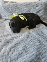 Galaxy, a male Portuguese Water Dog for sale in New Castle, DE – 1 of 5