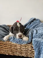 Dash, a male Portuguese Water Dog for sale in New Castle, DE – 3 of 5
