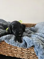 Galaxy, a male Portuguese Water Dog for sale in New Castle, DE – 3 of 5