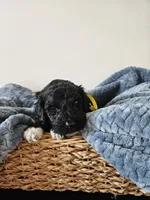 Dexter, a male Portuguese Water Dog for sale in New Castle, DE – 3 of 6