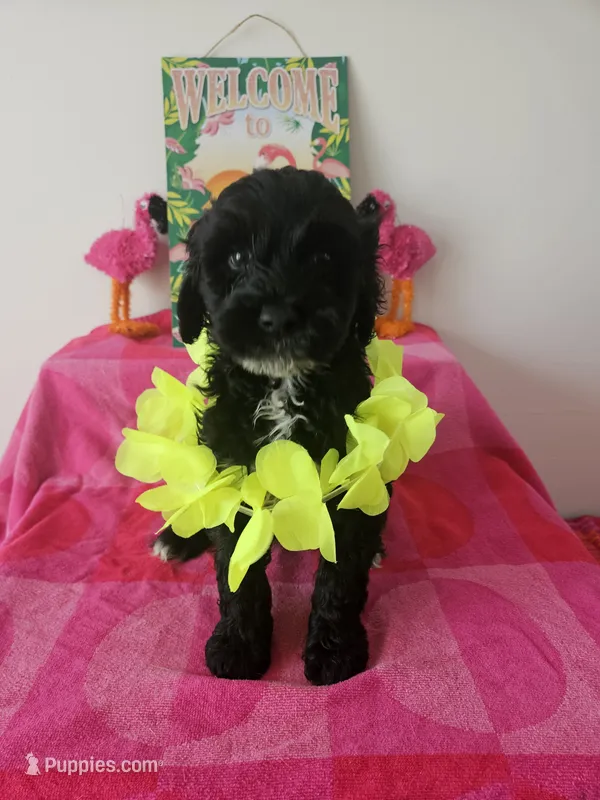 Galaxy – Portuguese Water Dog puppy for sale in New Castle, DE