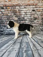 Oreo, a male Portuguese Water Dog for sale in New Castle, DE – 4 of 5
