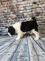 Oreo, a male Portuguese Water Dog for sale in New Castle, DE – 2 of 5