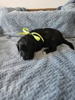 Galaxy, a male Portuguese Water Dog for sale in New Castle, DE – 5 of 5