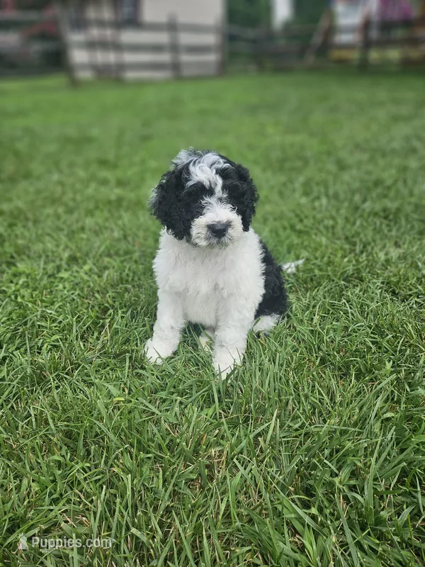 Oreo – Portuguese Water Dog puppy for sale in New Castle, DE