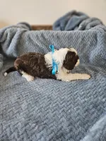 Spot, a male Portuguese Water Dog for sale in New Castle, DE – 5 of 5