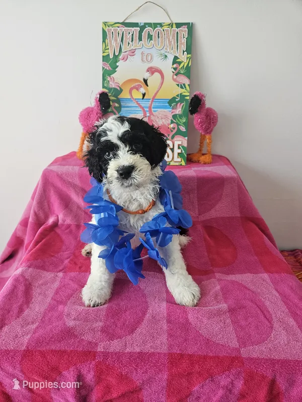 Oreo – Portuguese Water Dog puppy for sale in New Castle, DE