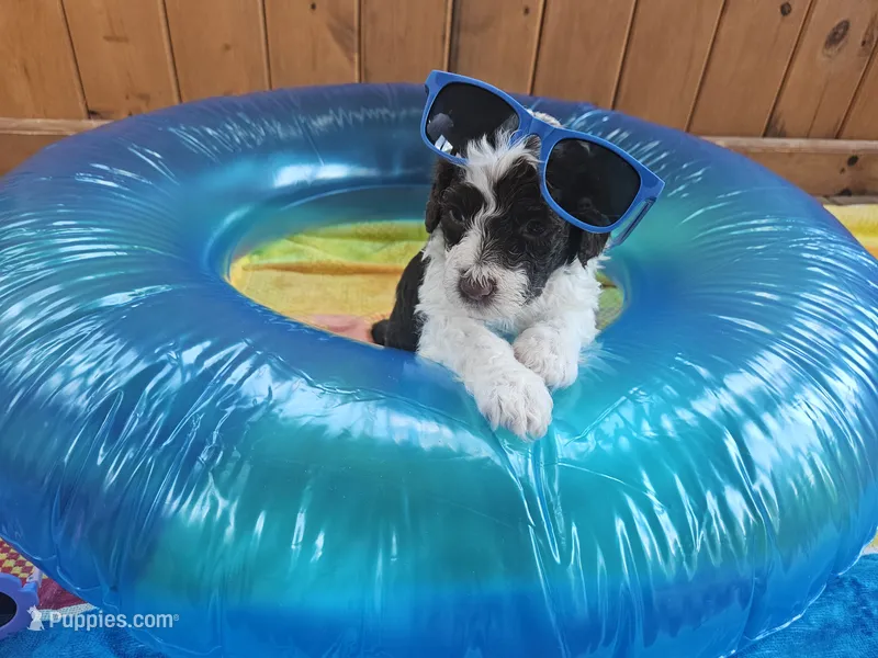 Spot – Portuguese Water Dog puppy for sale in New Castle, DE