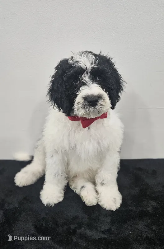 Oreo – Portuguese Water Dog puppy for sale in New Castle, DE