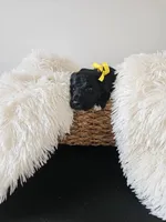 Dexter, a male Portuguese Water Dog for sale in New Castle, DE – 2 of 6