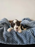 Spot, a male Portuguese Water Dog for sale in New Castle, DE – 3 of 5