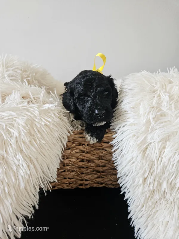Dexter – Portuguese Water Dog puppy for sale in New Castle, DE