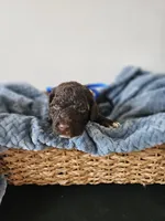 Charlie, a male Portuguese Water Dog for sale in New Castle, DE – 2 of 7