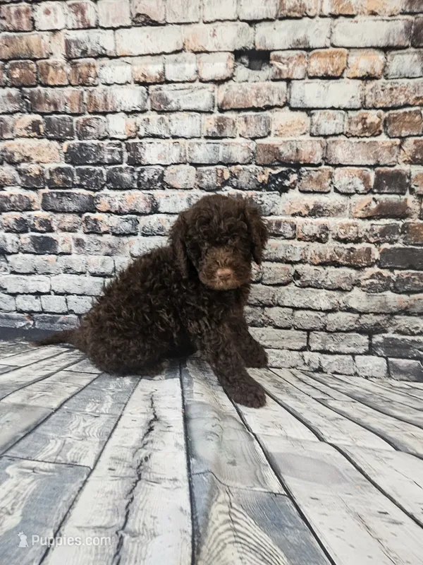 Hershey  – Portuguese Water Dog puppy for sale in New Castle, DE