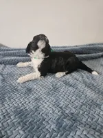 Bo, a male Portuguese Water Dog for sale in New Castle, DE – 8 of 9