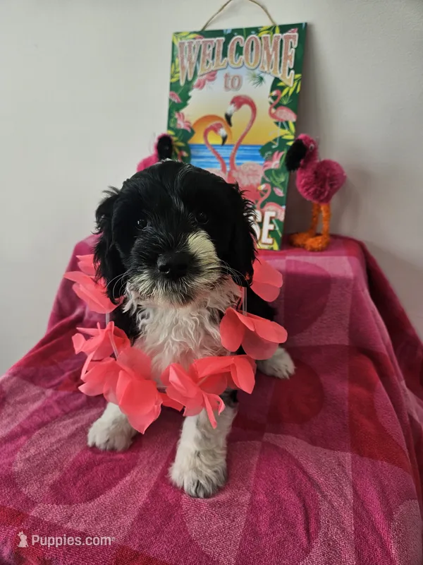 Princess – Portuguese Water Dog puppy for sale in New Castle, DE
