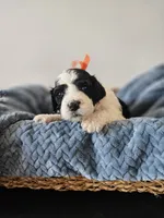 Oreo, a male Portuguese Water Dog for sale in New Castle, DE – 2 of 5