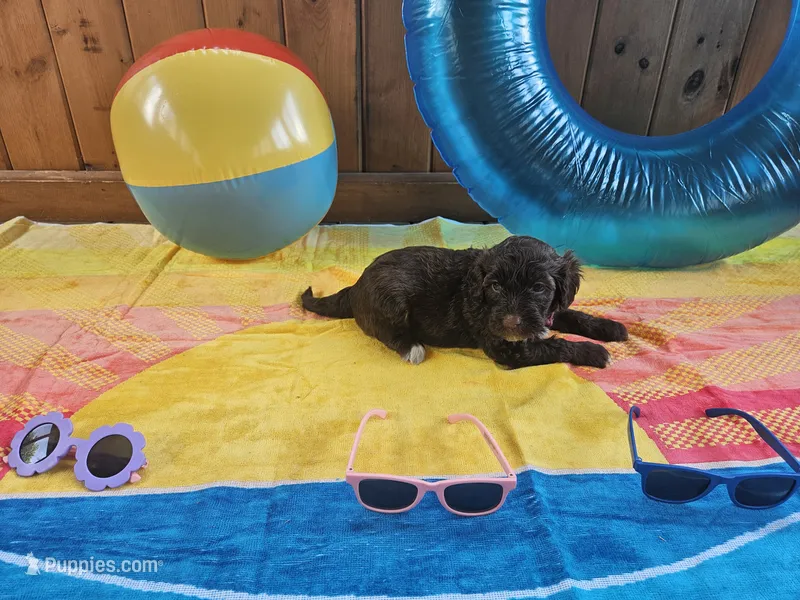 Blu – Portuguese Water Dog puppy for sale in New Castle, DE