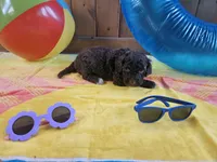 Charlie, a male Portuguese Water Dog for sale in New Castle, DE – 1 of 10