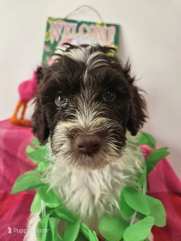 Dash – Portuguese Water Dog puppy for sale in New Castle, DE