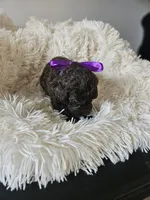 Hershey , a female Portuguese Water Dog for sale in New Castle, DE – 4 of 4