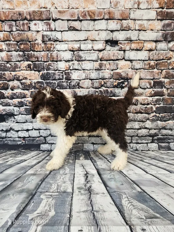 Dash – Portuguese Water Dog puppy for sale in New Castle, DE