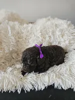 Hershey , a female Portuguese Water Dog for sale in New Castle, DE – 2 of 4