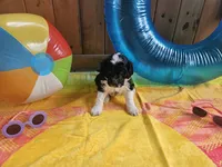 Bo, a male Portuguese Water Dog for sale in New Castle, DE – 4 of 5