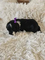 Princess, a female Portuguese Water Dog for sale in New Castle, DE – 5 of 5