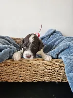 Dash, a male Portuguese Water Dog for sale in New Castle, DE – 2 of 5