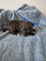 Charlie, a male Portuguese Water Dog for sale in New Castle, DE – 4 of 7