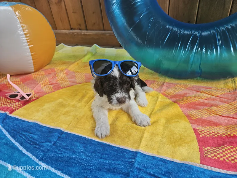 Dash – Portuguese Water Dog puppy for sale in New Castle, DE