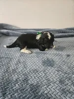 Bo, a male Portuguese Water Dog for sale in New Castle, DE – 9 of 9