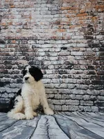 Oreo, a male Portuguese Water Dog for sale in New Castle, DE – 5 of 5