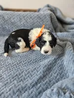 Oreo, a male Portuguese Water Dog for sale in New Castle, DE – 5 of 5