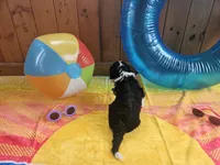 Bo, a male Portuguese Water Dog for sale in New Castle, DE – 2 of 5