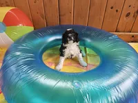 Bo, a male Portuguese Water Dog for sale in New Castle, DE – 3 of 5