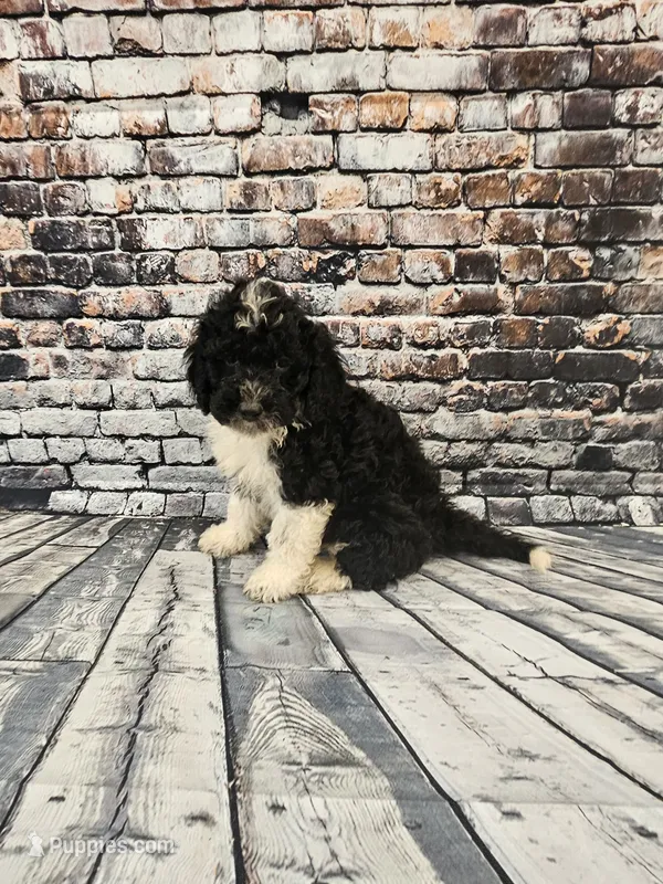 Bo – Portuguese Water Dog puppy for sale in New Castle, DE