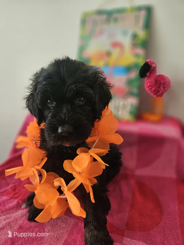 Shadow – Portuguese Water Dog puppy for sale in New Castle, DE