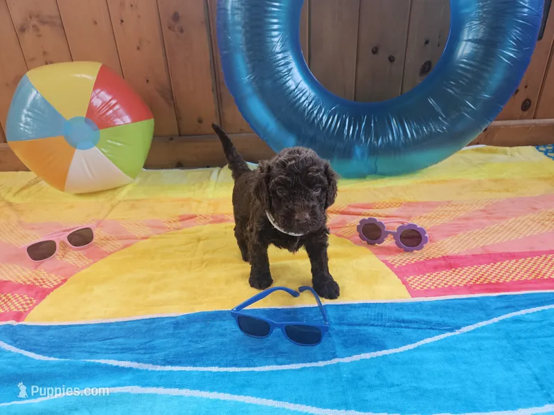 Hershey  – Portuguese Water Dog puppy for sale in New Castle, DE