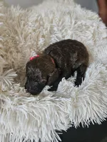Blu, a female Portuguese Water Dog for sale in New Castle, DE – 4 of 5