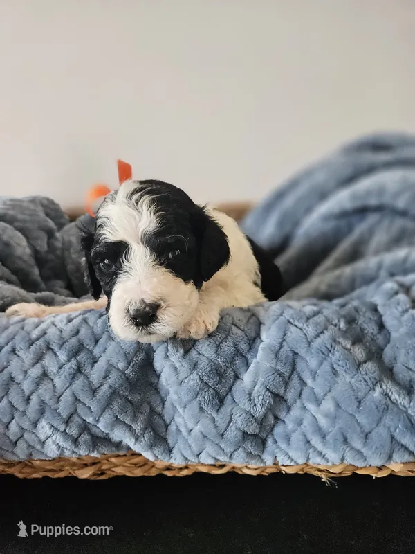 Oreo – Portuguese Water Dog puppy for sale in New Castle, DE