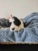 Oreo, a male Portuguese Water Dog for sale in New Castle, DE – 1 of 5