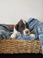 Dash, a male Portuguese Water Dog for sale in New Castle, DE – 4 of 5
