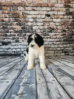 Oreo, a male Portuguese Water Dog for sale in New Castle, DE – 3 of 5