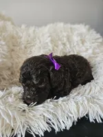 Hershey , a female Portuguese Water Dog for sale in New Castle, DE – 3 of 4