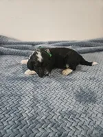 Bo, a male Portuguese Water Dog for sale in New Castle, DE – 6 of 9