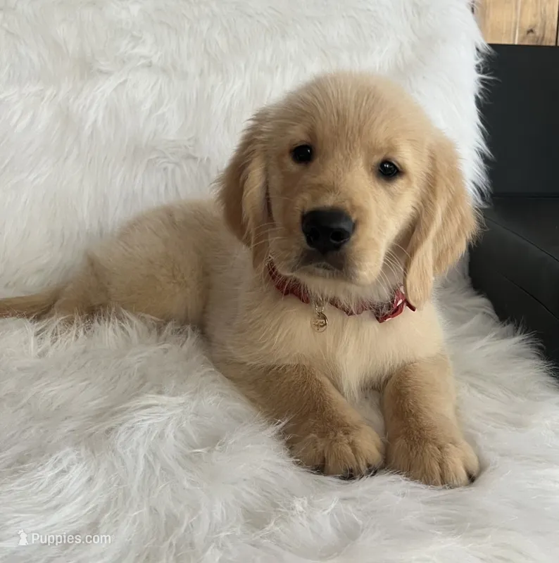 Sofy – Golden Retriever puppy for sale in Summerfield, FL