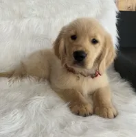 Sofy, a female Golden Retriever for sale in Summerfield, FL – 1 of 1