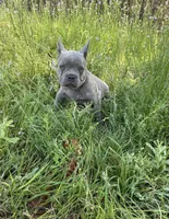 Zeuz, a male French Bulldog for sale in Summerfield, FL – Photo 2 of 2